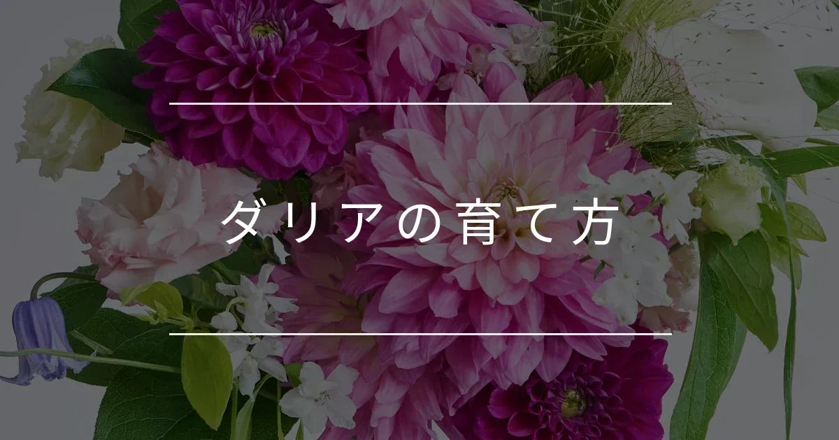 初心者でも失敗しないダリアの育て方｜鉢植え・地植えのコツと冬越し
