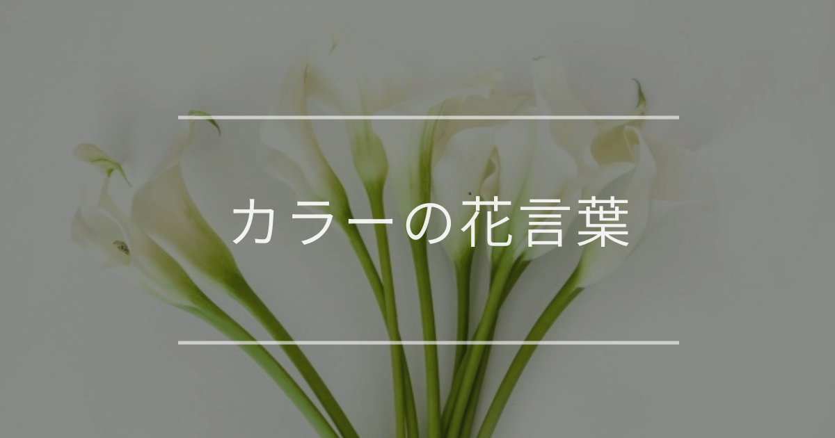 カラーの花言葉