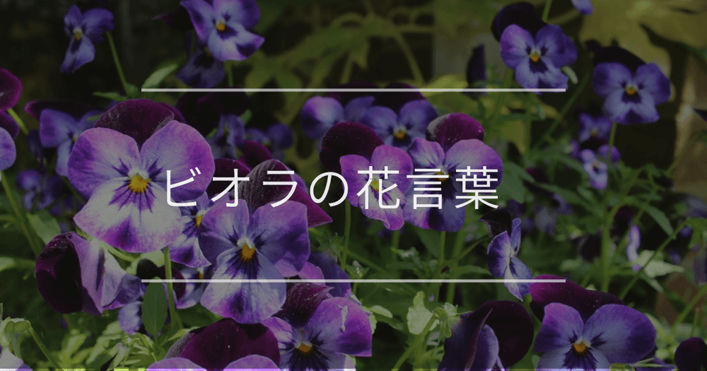 ビオラの花言葉｜色別の花言葉や誕生花、名前の由来