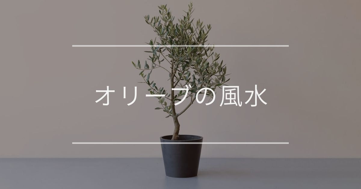 オリーブ