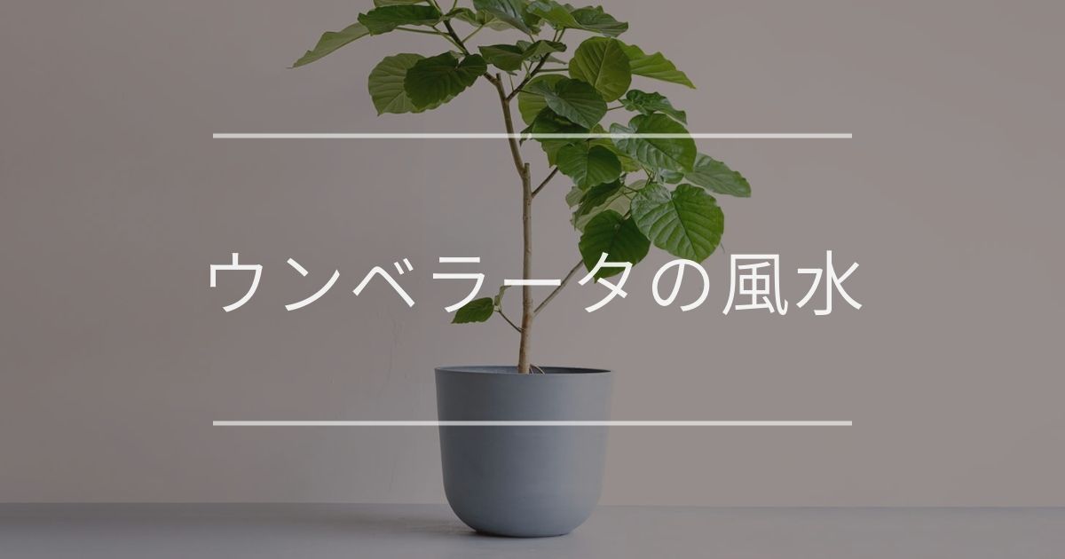 フィカス・ウンベラータ