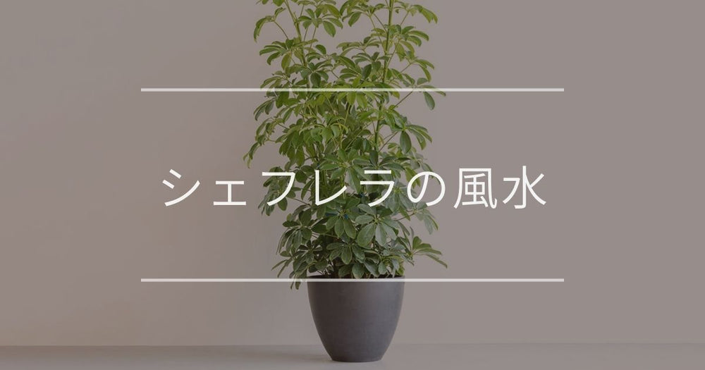 シェフレラ（カポック）の花言葉と風水｜怖い意味はある？置き場所や方角も解説