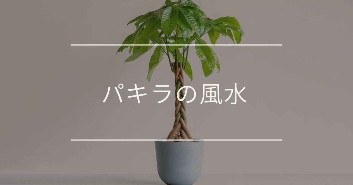 パキラ
