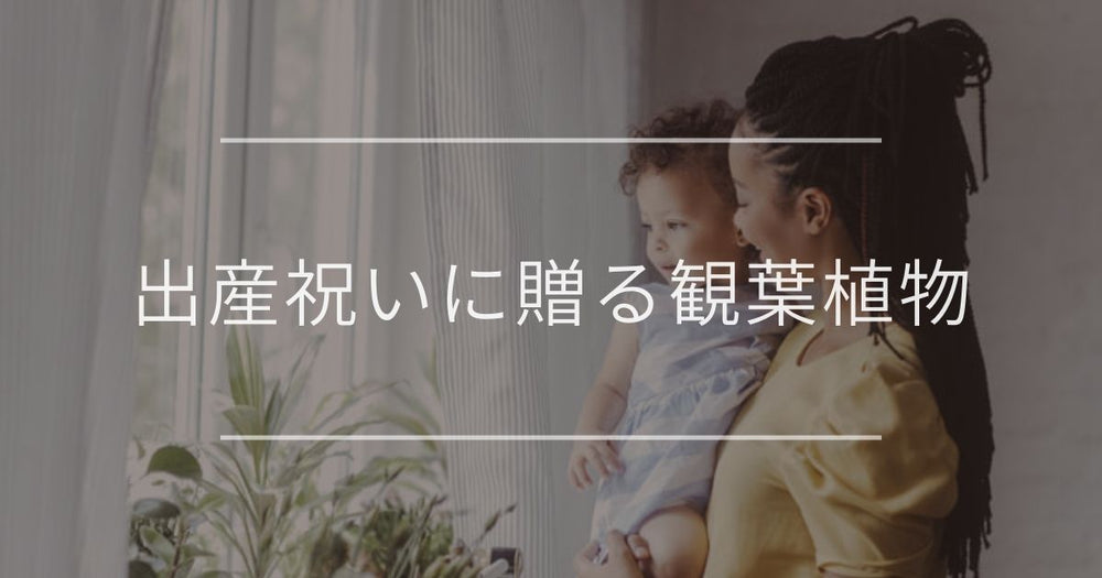 出産祝いに贈る観葉植物｜素敵な花言葉をもつおすすめギフトと贈り方を紹介