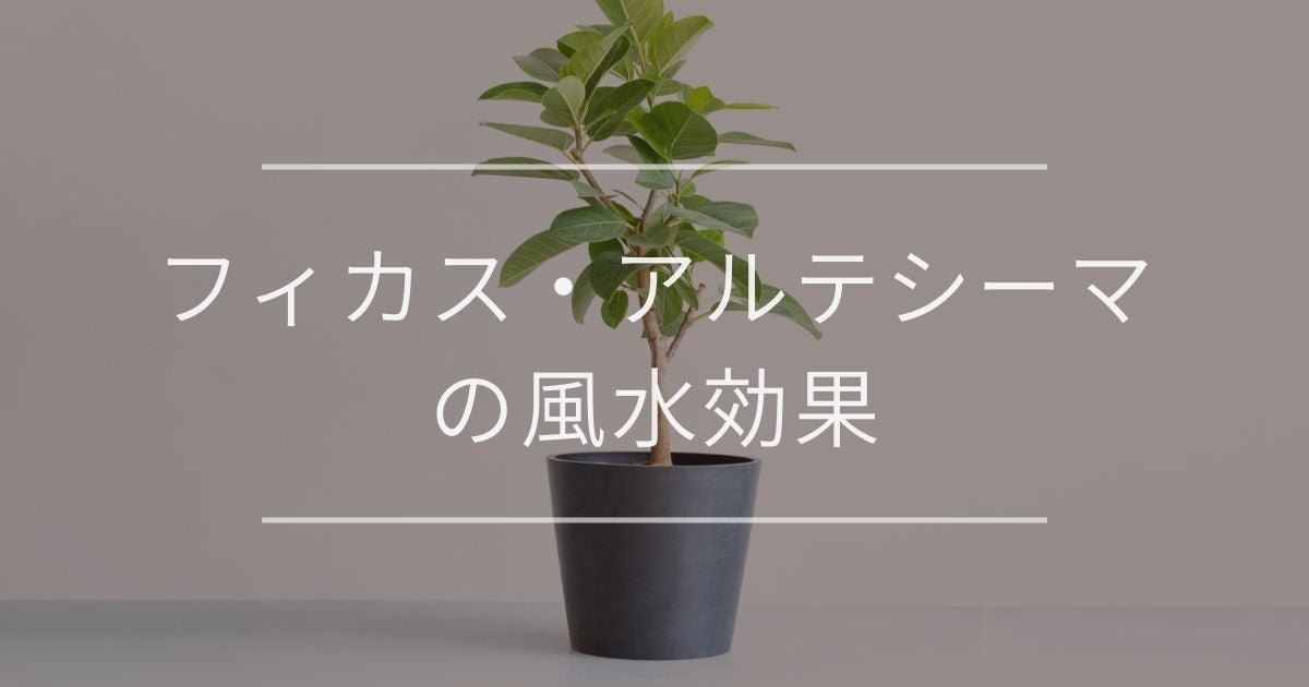 フィカス・アルテシーマの風水効果