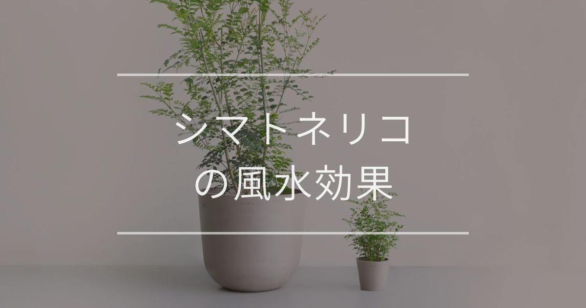シマトネリコの風水効果