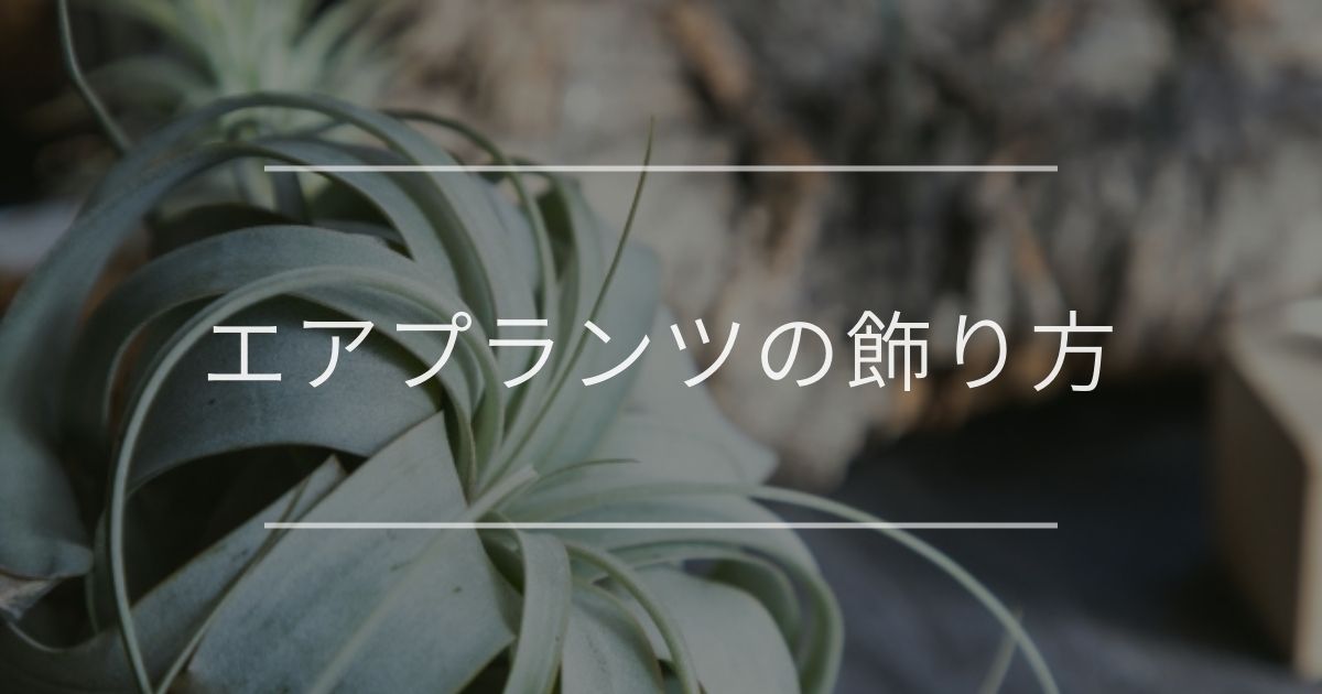 エアプランツの飾り方