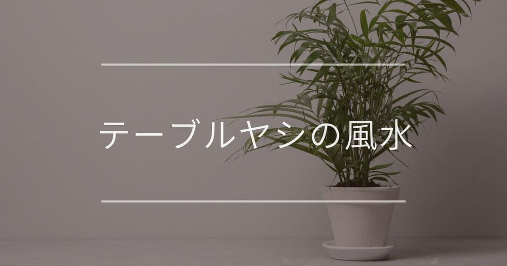 テーブルヤシの風水｜置き場所と育て方について
