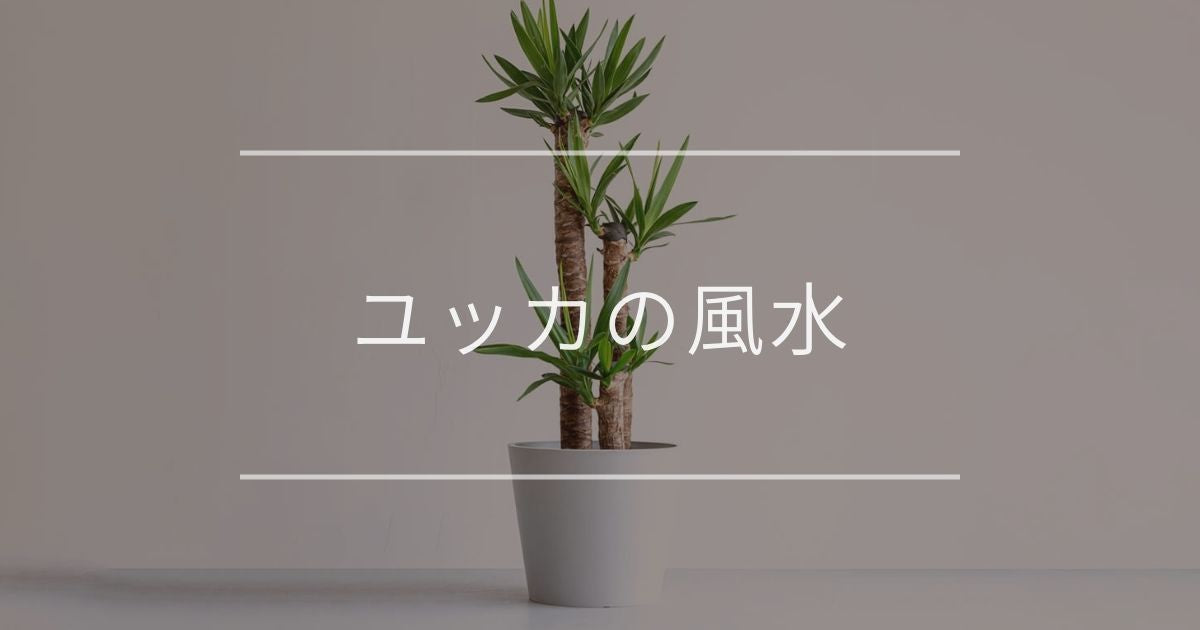 ユッカ