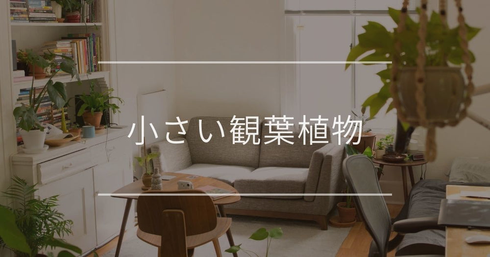 ミニ 観葉植物｜おすすめや小さいまま育てるコツについて