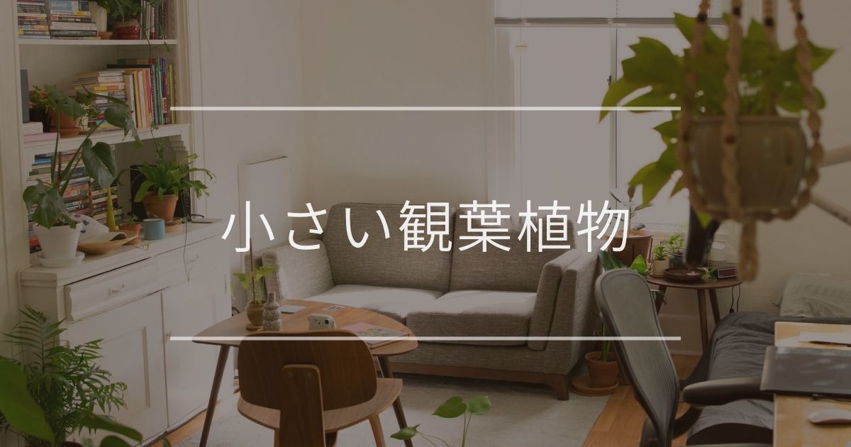 ミニ 観葉植物｜おすすめや小さいまま育てるコツについて