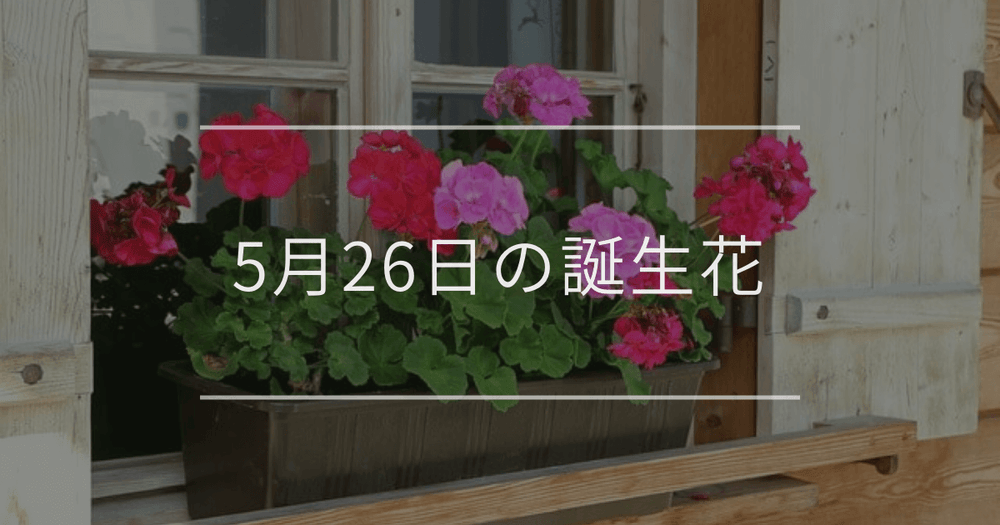 5月26日の誕生花：ゼラニウム・オリーブの花言葉など