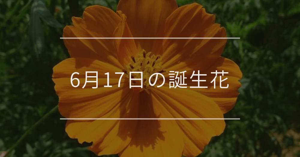 6月17日の誕生花：キバナコスモス・リアトリスの花言葉など