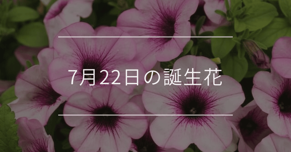 7月22日の誕生花：ペチュニア・ナデシコの花言葉など