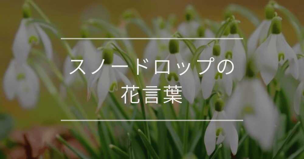 スノードロップの花言葉｜色別の花言葉や誕生花、名前の由来