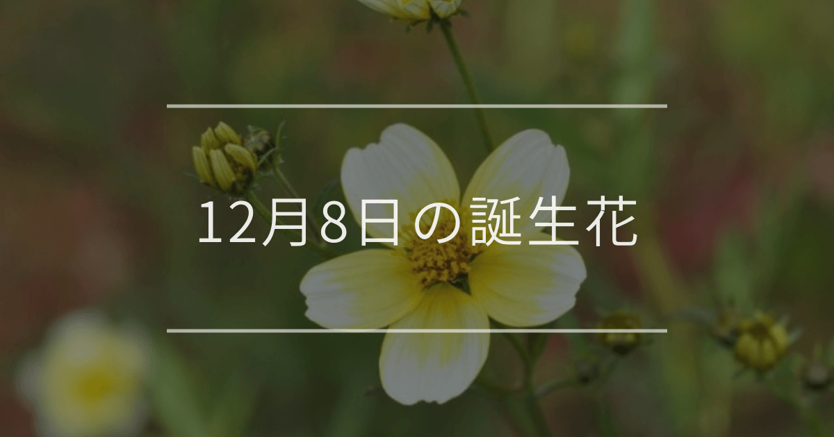 12月8日の誕生花