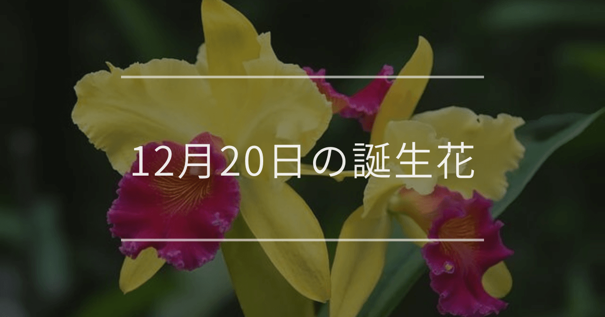 12月20日の誕生花