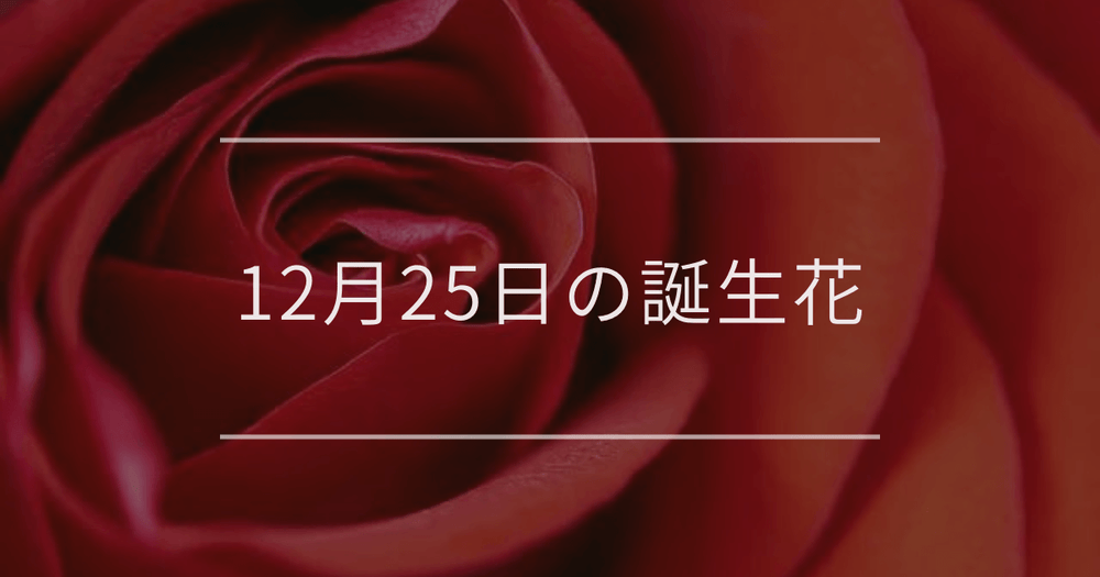 12月25日の誕生花｜バラ・ヒイラギの花言葉など