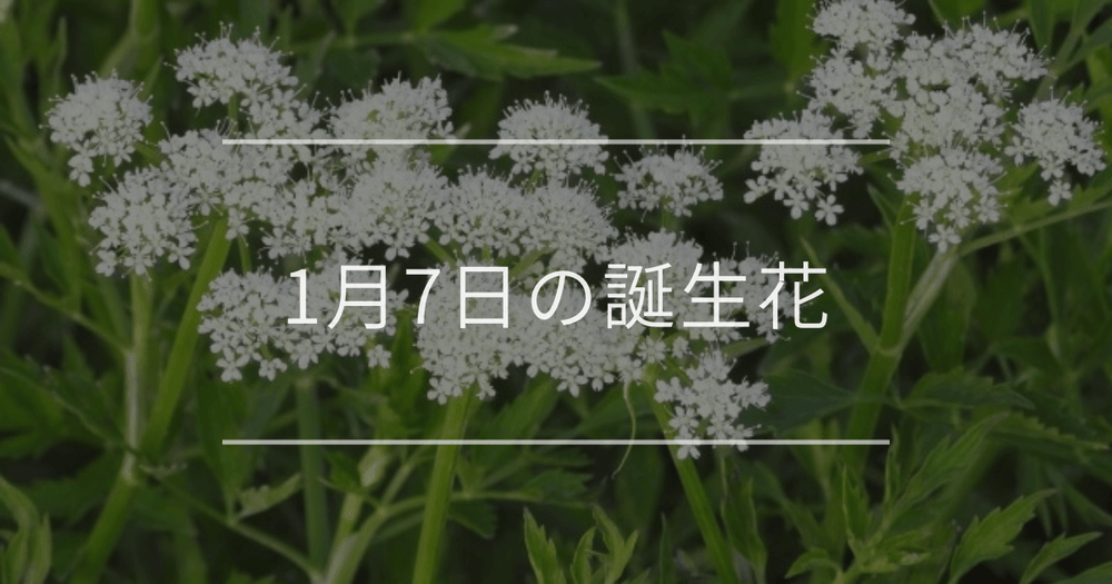 1月7日の誕生花：セリ・スノードロップの花言葉など