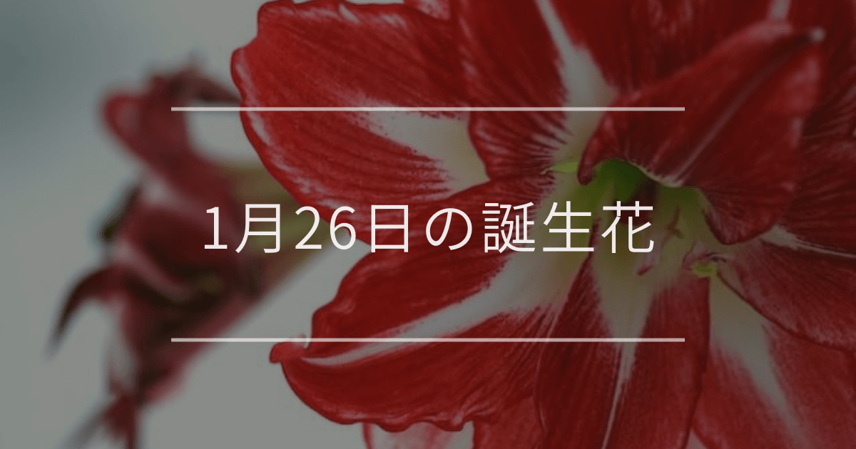 1月26日の誕生花