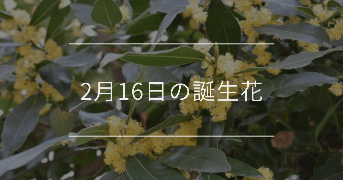 2月16日の誕生花