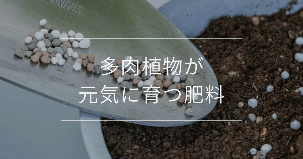多肉植物が元気に育つ肥料｜与え方のコツと注意点