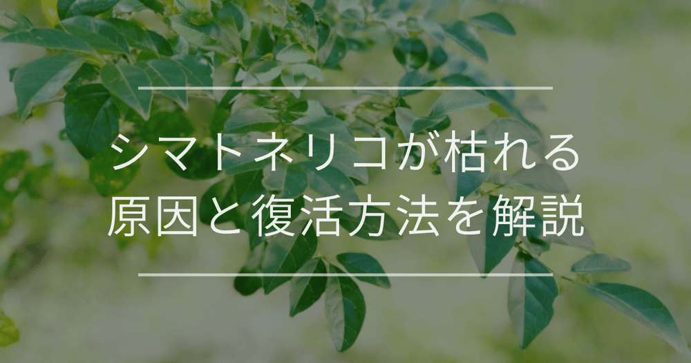 【疑問解決】シマトネリコが枯れる原因と復活方法を解説