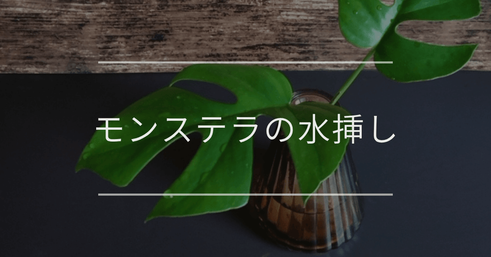 モンステラの水挿し｜手順と成功させるコツ