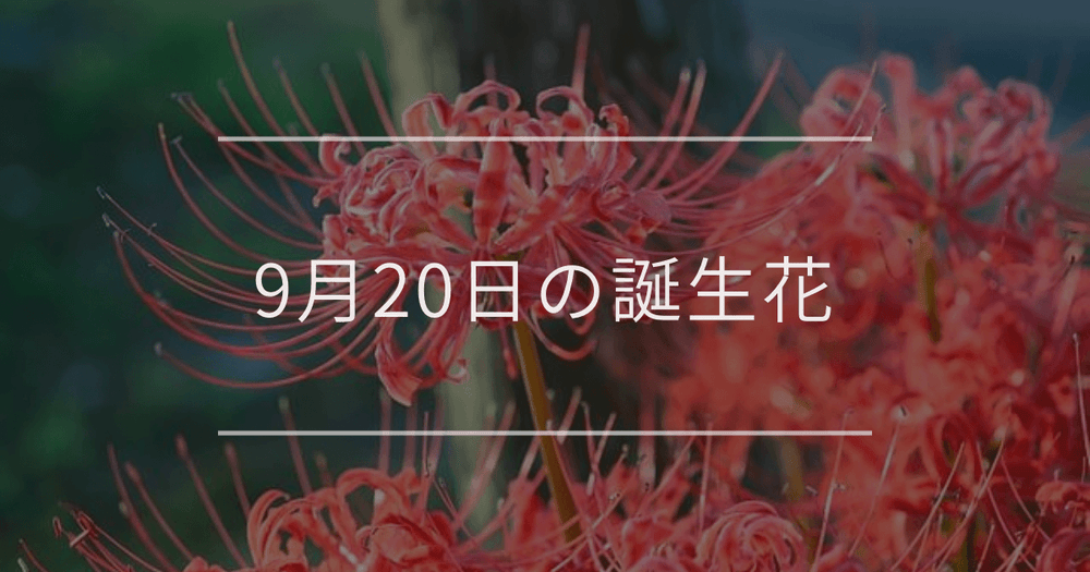 9月20日の誕生花：ヒガンバナ・ヤブランの花言葉など