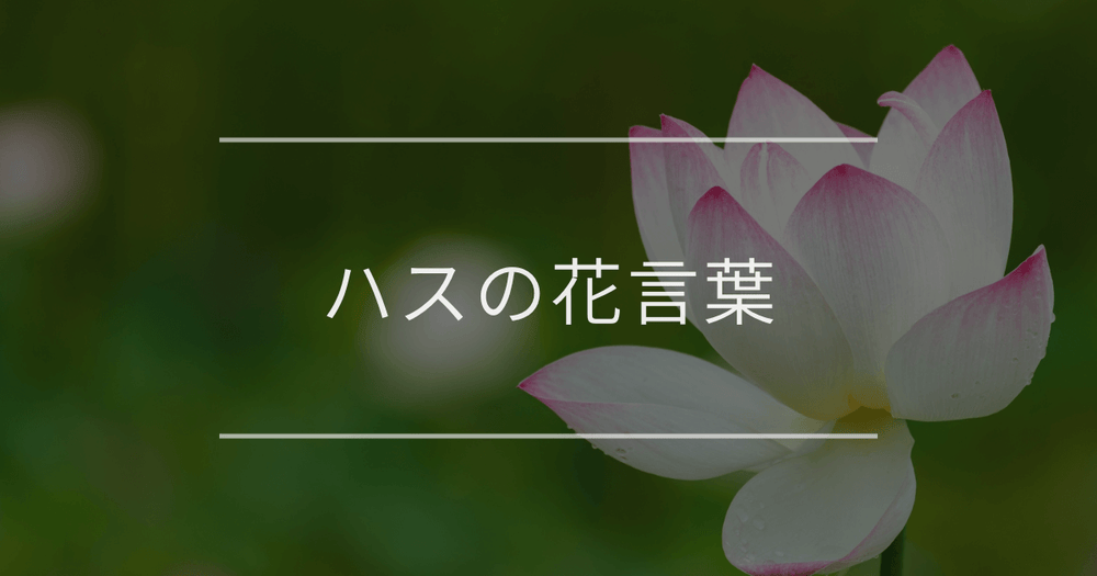 蓮（ハス）の花言葉｜色別の花言葉や由来、育て方