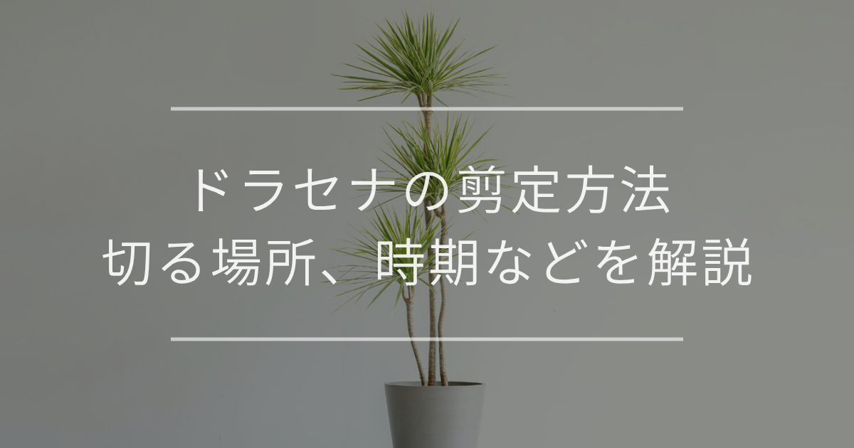 ドラセナ