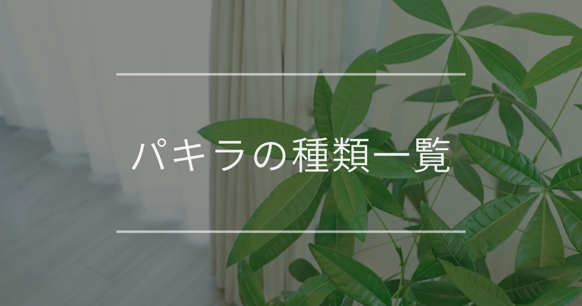 パキラの種類一覧｜特徴・見分け方を紹介