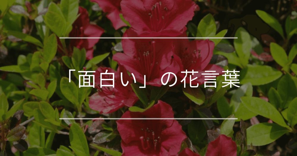 「面白い」の花言葉｜面白い花言葉を持つ花をご紹介