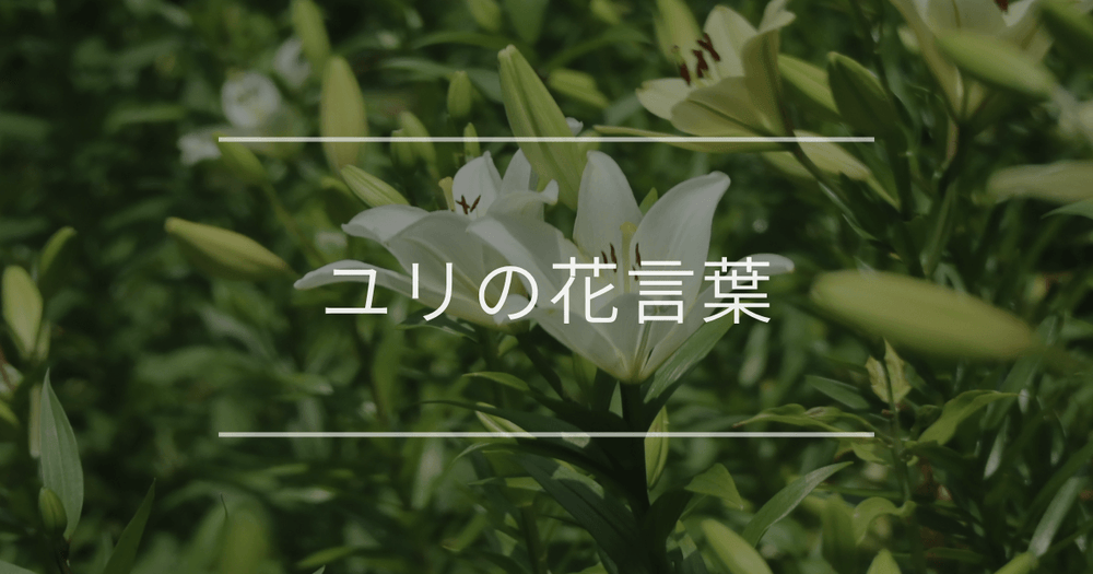 ユリの花言葉｜色別や種類別、怖い意味の由来について