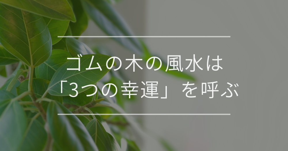 ゴムの木（フィカス）風水は「3つの幸運」を呼ぶ｜運気上昇の場所・方角