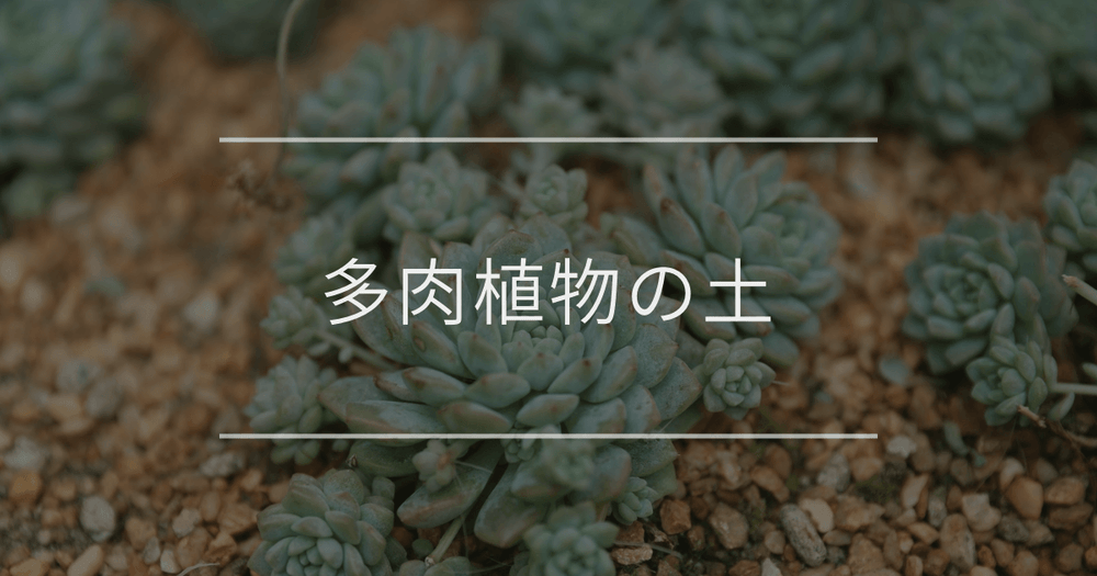 多肉植物の土｜選び方と作り方について