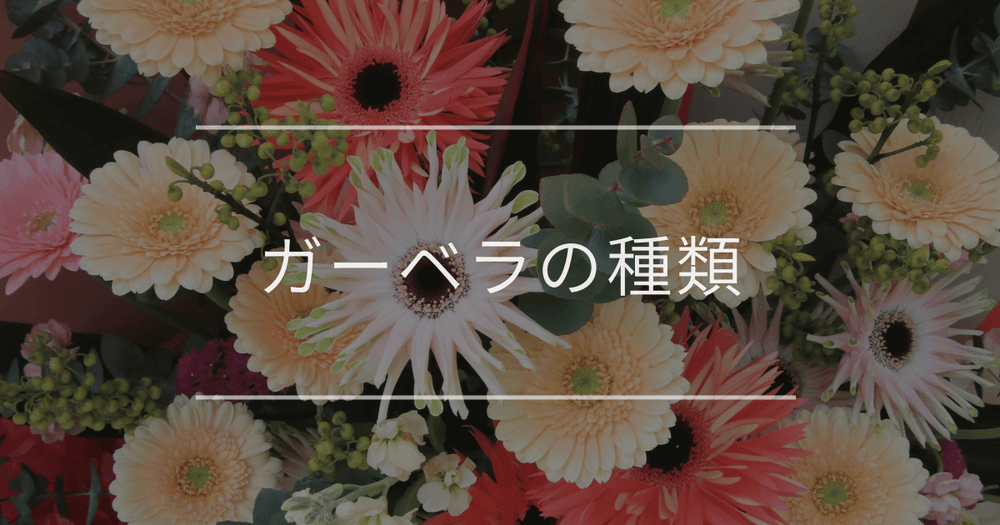 ガーベラの種類｜色や咲き方の違い、主な品種やおすすめのプレゼントも紹介