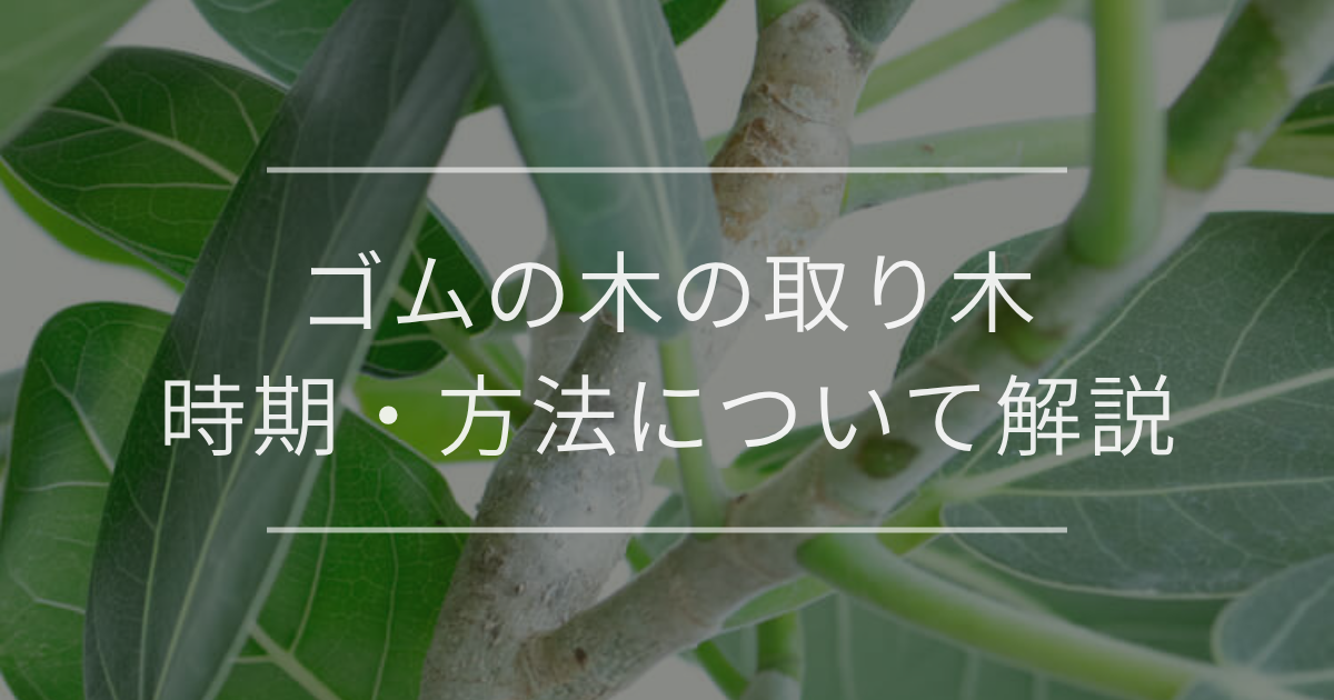 ゴムの木