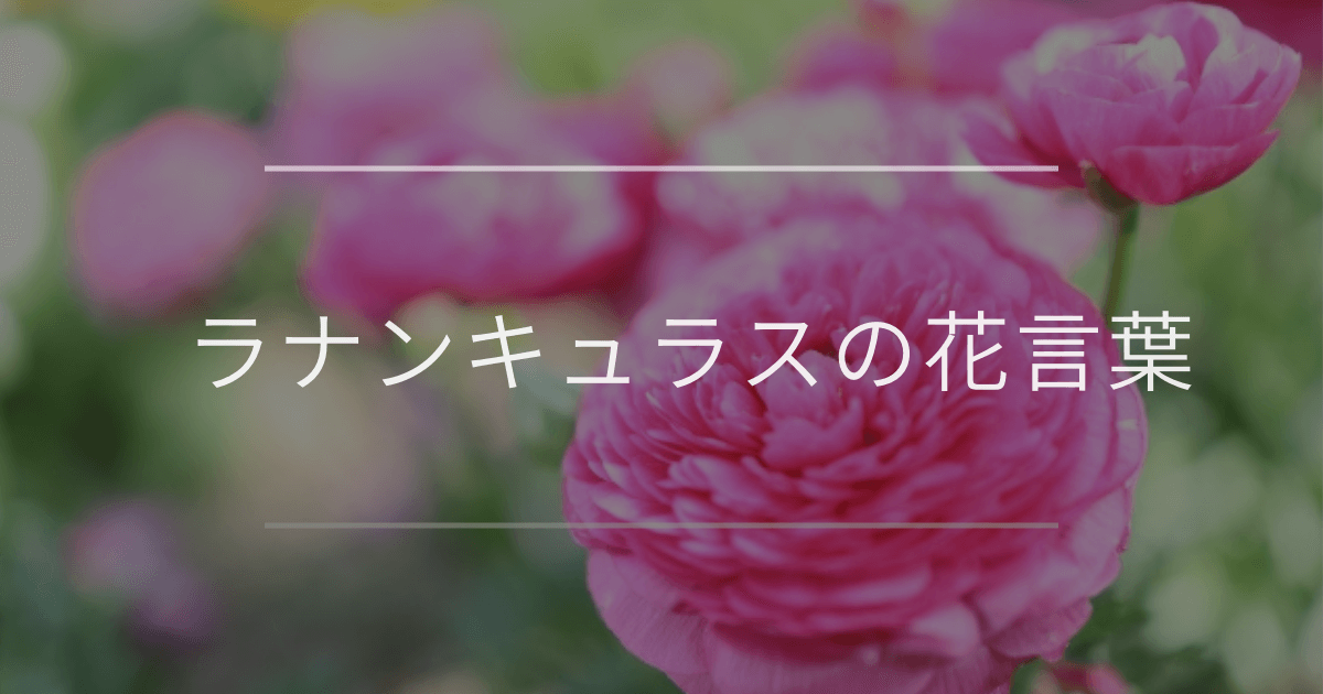 ラナンキュラスの花言葉