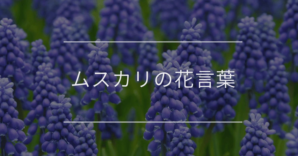 ムスカリの花言葉｜色別の花言葉や誕生花、名前の由来