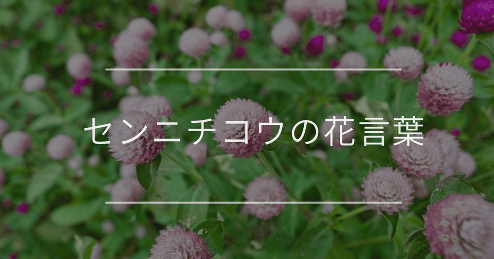 センニチコウの花言葉｜誕生花や育て方、種類など