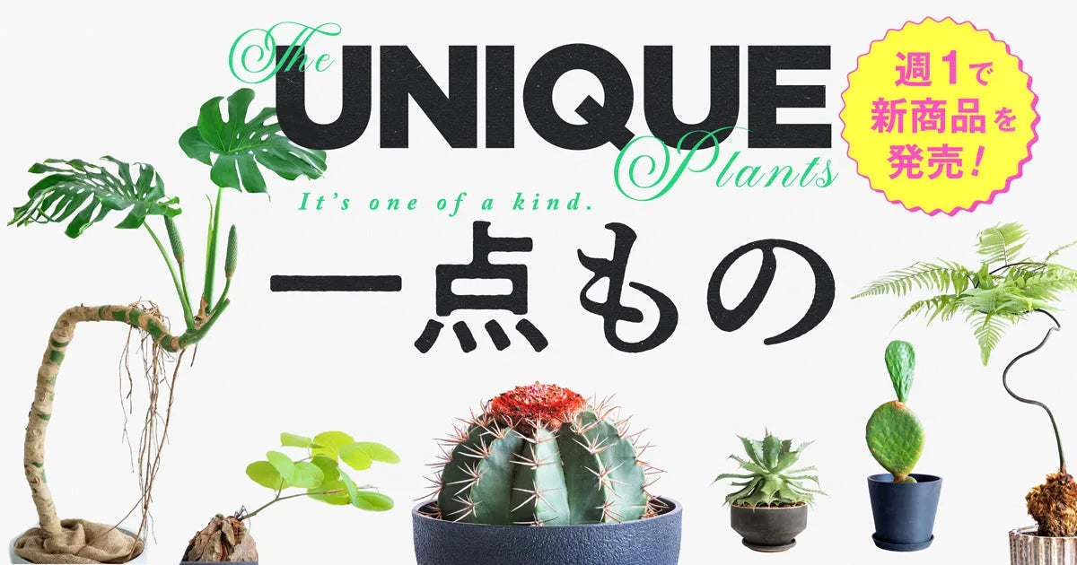 一点もの観葉植物