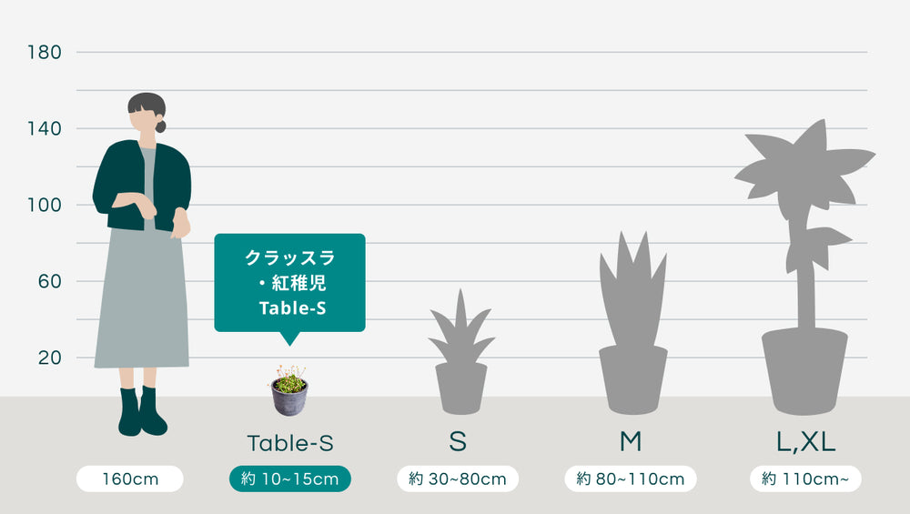 クラッスラ・紅稚児 Table-Sのサイズ