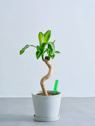 アンドプランツ  観葉植物用 活力剤