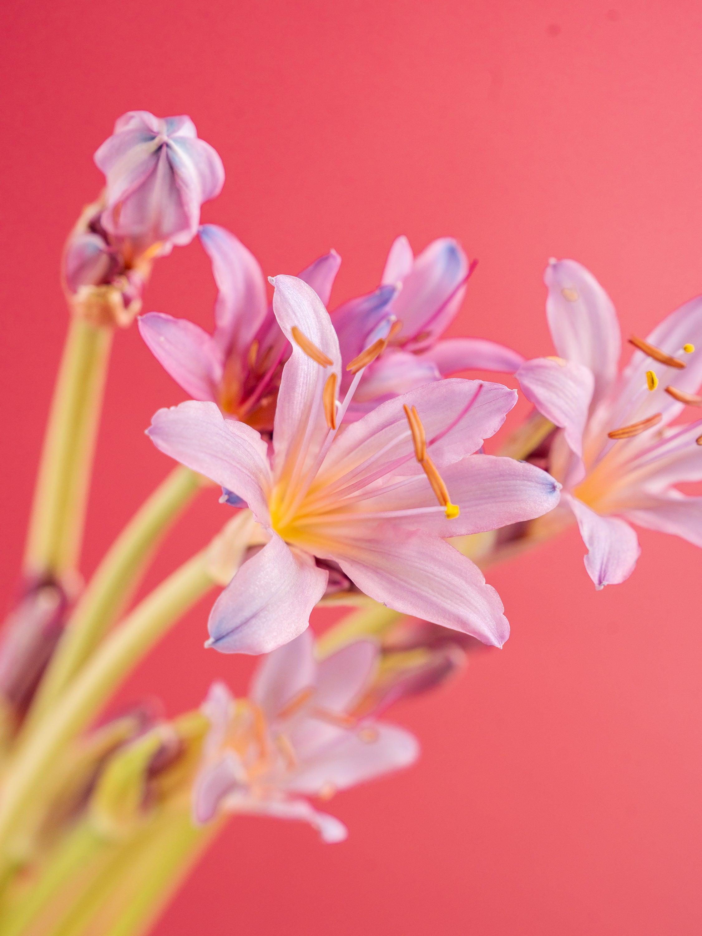 フローリストが愛する秋の花！リコリス