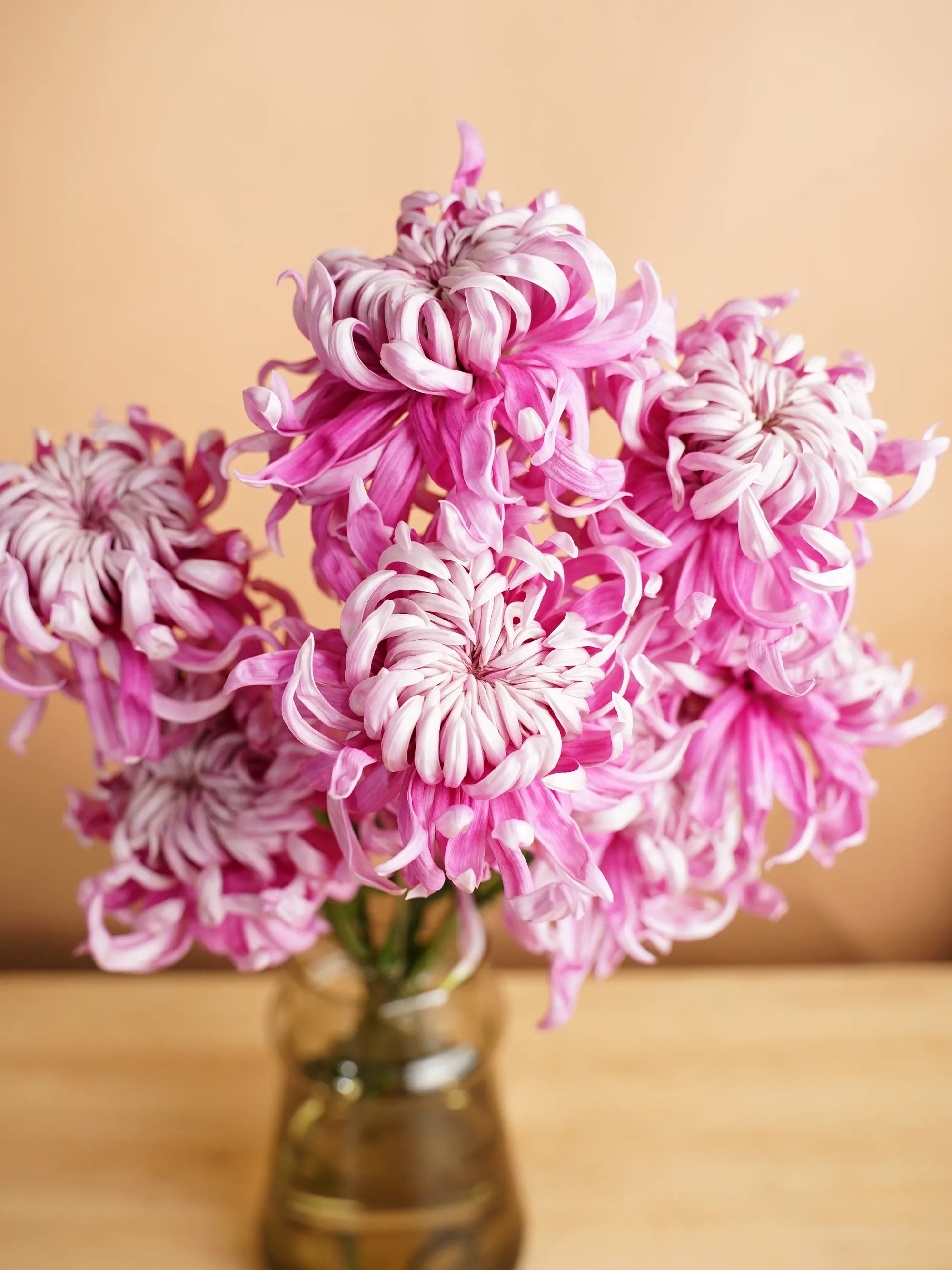 【11/1〜11/5到着】まるで海のクラゲ。フリフリのマム・セイマノア