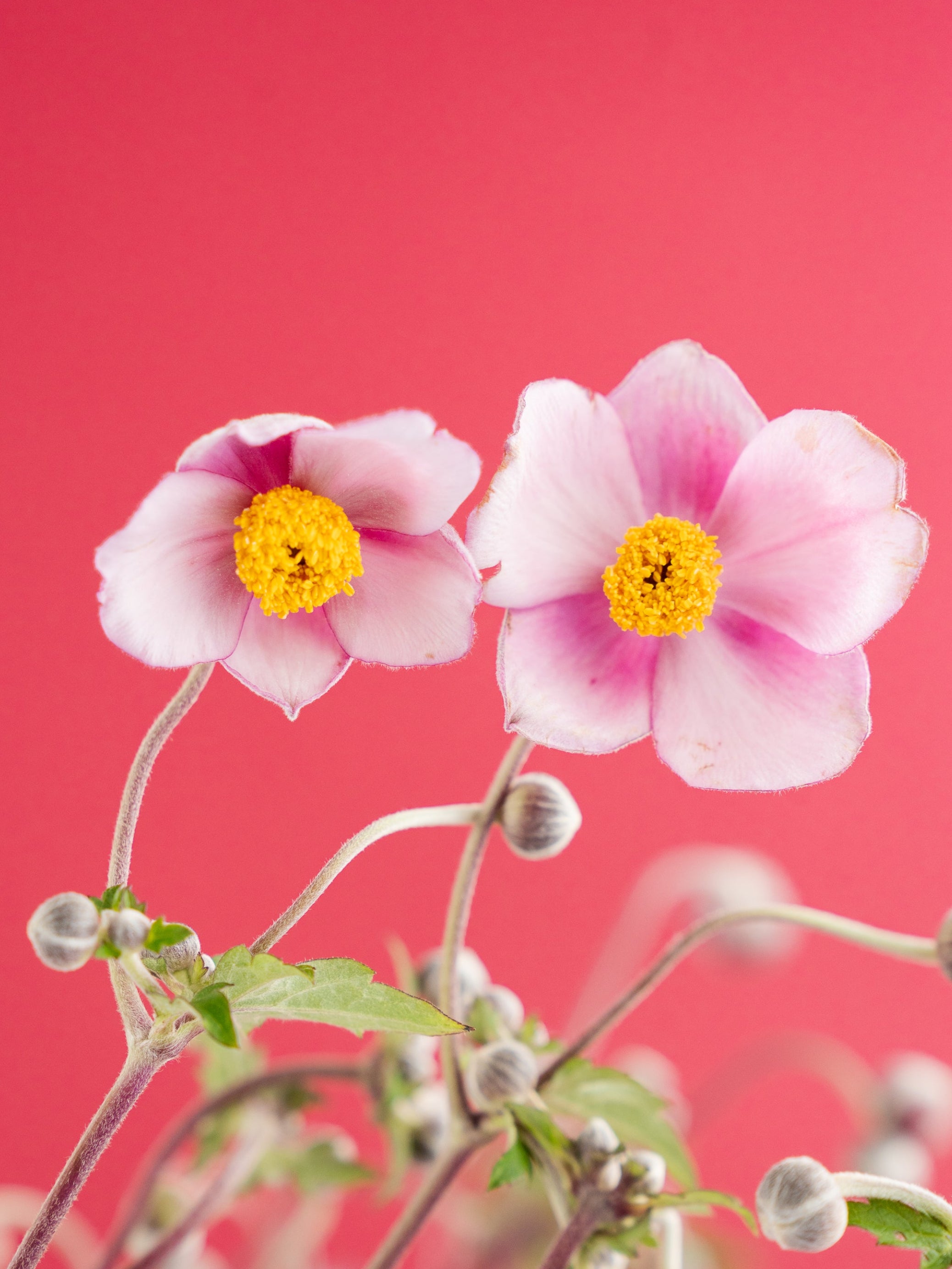 【一足早い秋】秋を告げる秋明菊