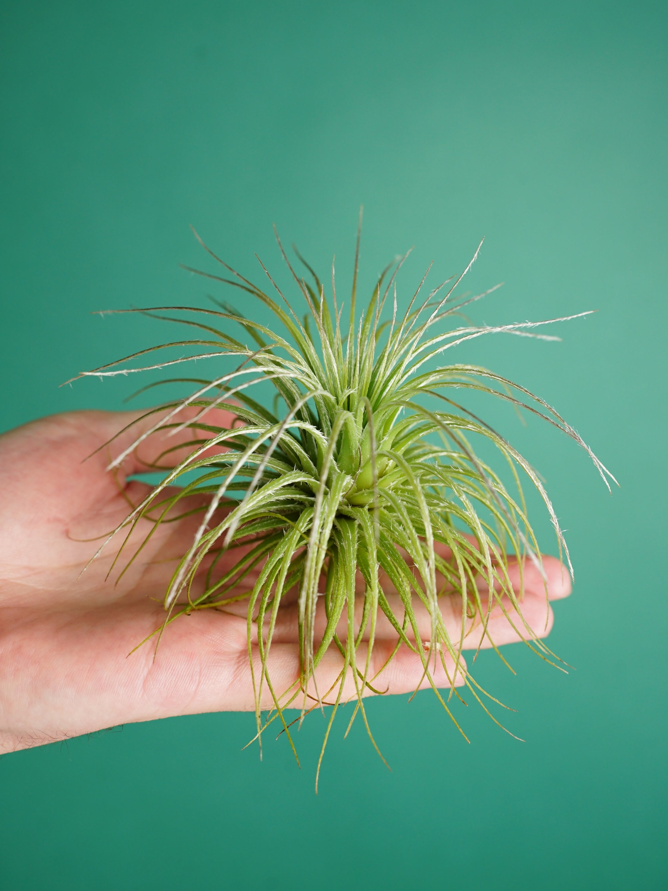 【8/23〜9/2到着】これって植物？ふわふわ白銀チランジア