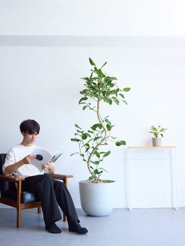 フィカス・ベンガレンシス 13号