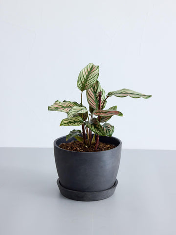 カラテア・ホワイトスター Table-L